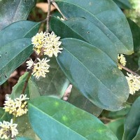 Chionanthus albidiflorus Thwaites
